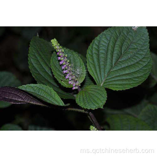 Perillae Fructus Berkualiti Tinggi Semula Jadi